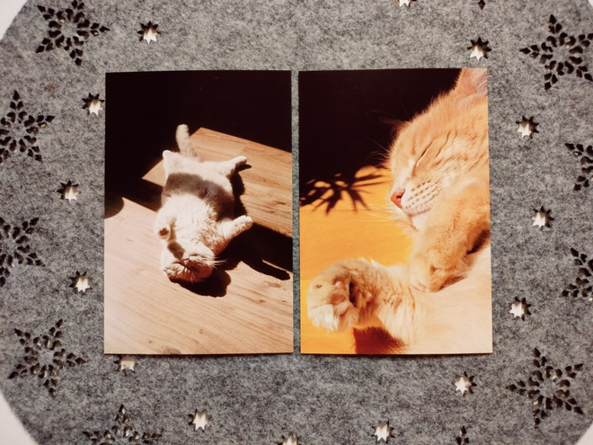 ~Kissa kortti~ 2kpl