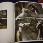 Joco Znidarsic : The Lipizzan Horses ( 1 p. 2004 ) SIS.PK! - pikkukuva 3