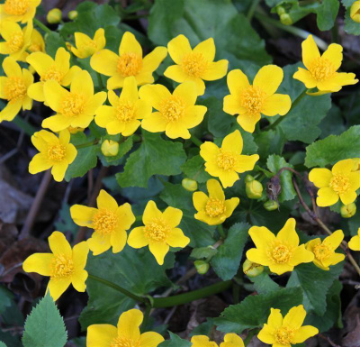 Rentukka (Caltha palustris), siemeniä 50 kpl