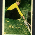 Keräilykuva - Audrey Hepburn Nr 973 - pikkukuva 1