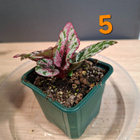Begonia Maui Sunset taimia 4kpl - pikkukuva 4
