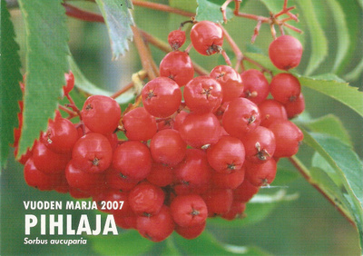 Luontokuva : PIHLAJA. Ei kulk.