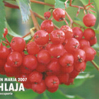 Luontokuva : PIHLAJA. Ei kulk. - pikkukuva 1