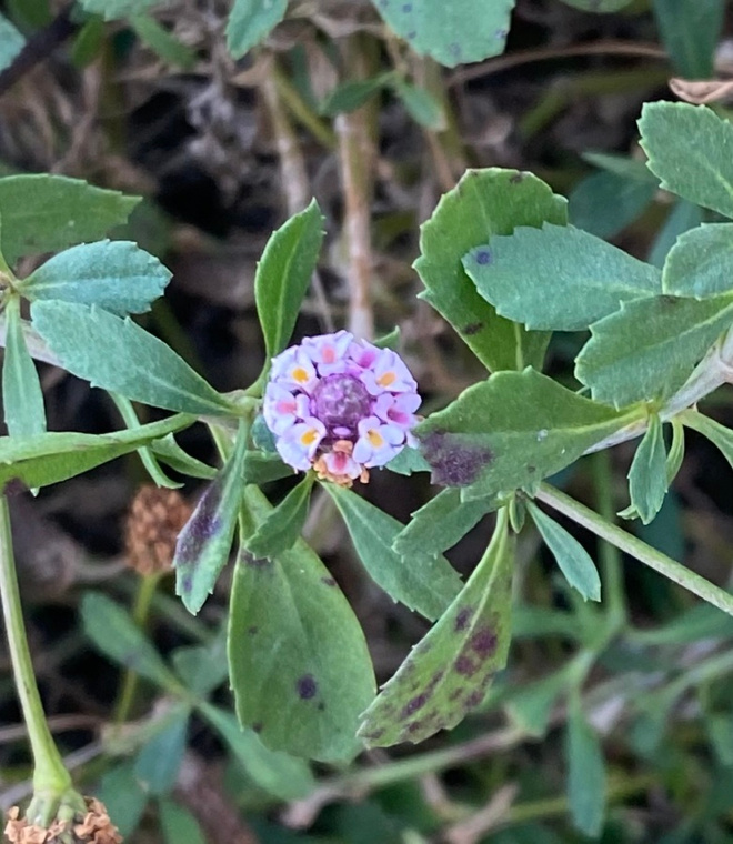 Mattonuppio (Phyla nodiflora), siemeniä 40 kpl