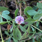 Mattonuppio (Phyla nodiflora), siemeniä 40 kpl - pikkukuva 1