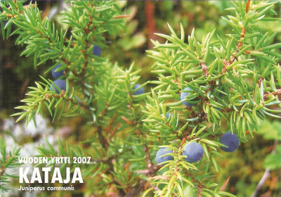 Luontokuva : KATAJA. Ei kulk.