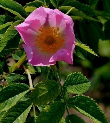 Himmeäorjanruusu (Rosa caesia), siemeniä 30 kpl
