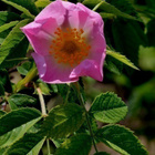 Himmeäorjanruusu (Rosa caesia), siemeniä 30 kpl - pikkukuva 1