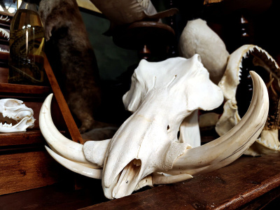 Huikaiseva pahansian kallo (Phacochoerus africanus), Afrikka