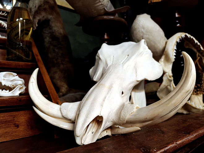Huikaiseva pahansian kallo (Phacochoerus africanus), Afrikka