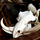 Huikaiseva pahansian kallo (Phacochoerus africanus), Afrikka - pikkukuva 1