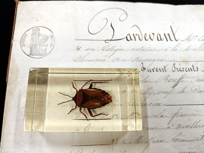 Natura Obscura – Entomologinen näyte no. 327