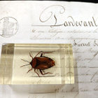 Natura Obscura – Entomologinen näyte no. 327 - pikkukuva 1
