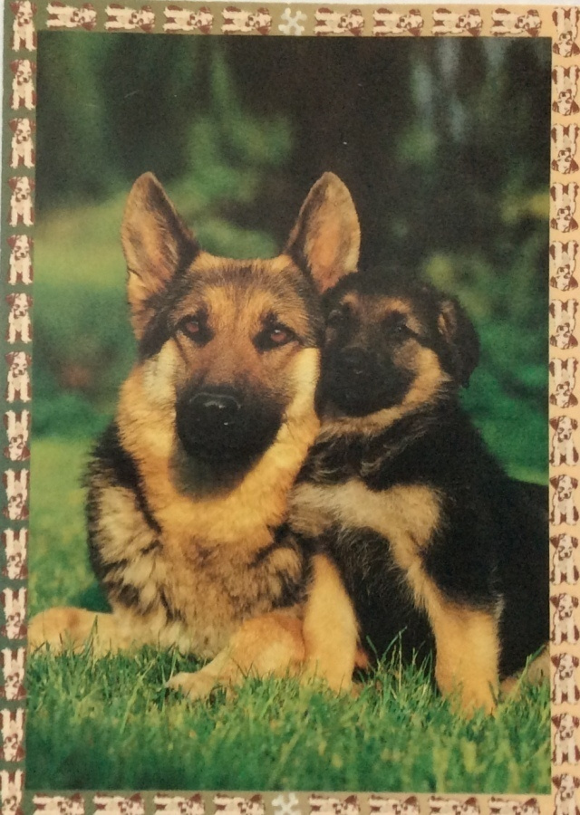 Saksanpaimenkoira ja pentu foto