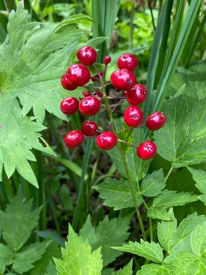 Lännenkonnanmarja (Actaea rubra), siemeniä 50 kpl