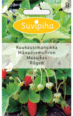 Kuukausimansikka siemenet - Rügen #
