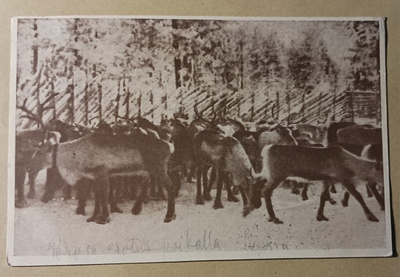 Poronerotuspaikalla Lapissa, p. 1929
