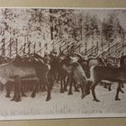 Poronerotuspaikalla Lapissa, p. 1929 - pikkukuva 1