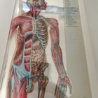 Ihmisen fysiologia ja anatomia - pikkukuva 2