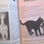 LEMMIKKI UUSI LEHTI NUMERO 1 / 1990 ELÄINYSTÄVÄN YKKÖSLEHTI - pikkukuva 4