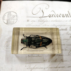 Natura Obscura – Entomologinen näyte no. 328 - pikkukuva 1