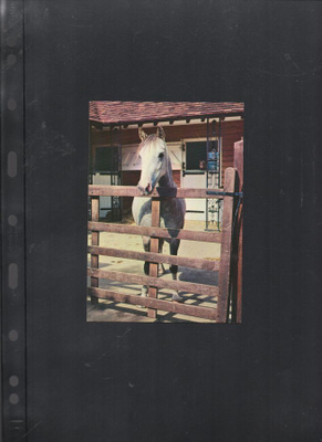 Postikortti.  Hevonen
