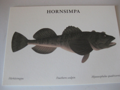 Hornsimpa, härkäsimppu