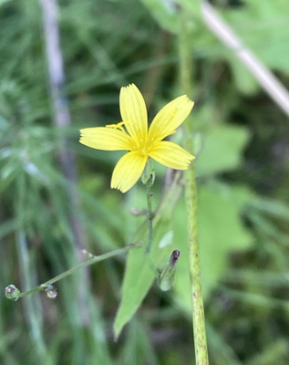 Jänönsalaatti (Lactuca muralis), siemeniä 50 kpl