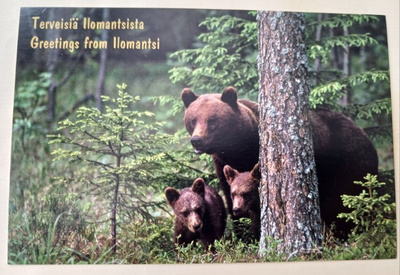 Ilomantsi, äitikarhu ja kaksi pentua metsässä, ei p.