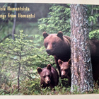 Ilomantsi, äitikarhu ja kaksi pentua metsässä, ei p. - pikkukuva 1