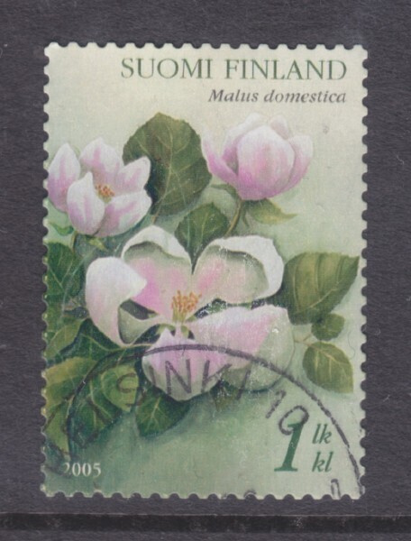 2005 omena kaunisleimaisena.