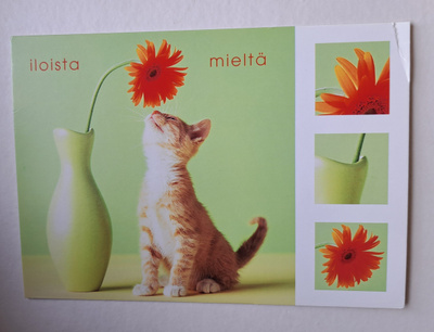kissa, Iloista mieltä, uusi