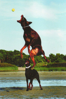 DOBERMANNI  POSTIKORTTI