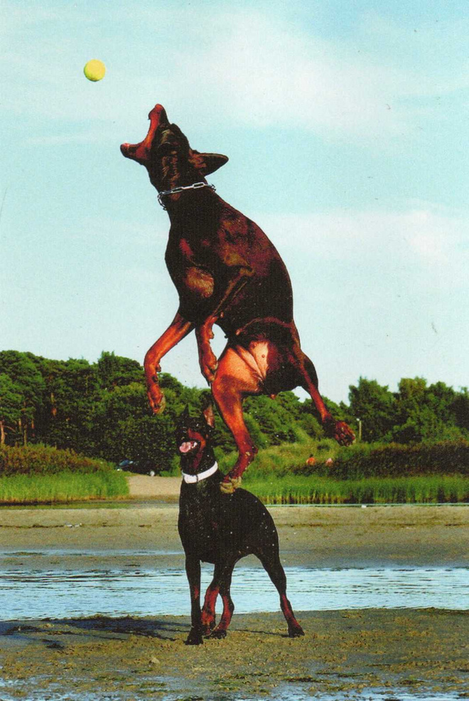 DOBERMANNI  POSTIKORTTI