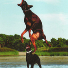DOBERMANNI  POSTIKORTTI - pikkukuva 1