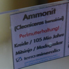 Ammoniitti Liitukaudelta aito 100milj vuotta vanha - pikkukuva 4
