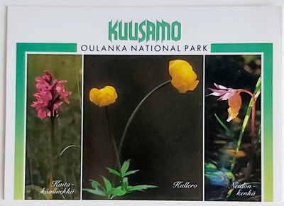 KUUSAMO-KULKEMATON POSTIKORTTI