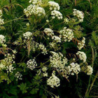 Tuoksukirveli (Chaerophyllum aromaticum), siemeniä 50 kpl - pikkukuva 2
