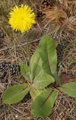 Harjuhäränsilmä (Hypochaeris maculata), siemeniä  50 kpl