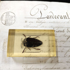 Natura Obscura – Entomologinen näyte no. 326 - pikkukuva 1