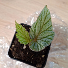 Begonia Don Miller - pikkukuva 1