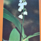 Kielo, Saarn 3:11, kulkenut1996 - pikkukuva 1