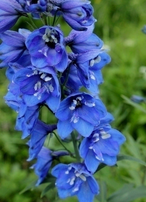 Jaloritarinkannus 'Blue Bird' , siemeniä 50 kpl