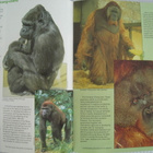  Jersey Wildlife Preservation Trust Gerald Durrell - pikkukuva 4