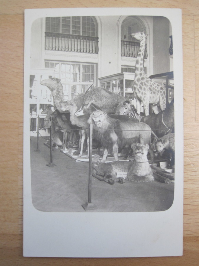 VANHA Valokuva Eläinmuseo Helsinki 1920-luku