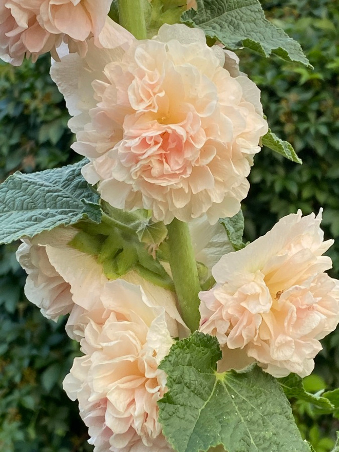 Tarhasalkoruusu ’Chater’s Double Apricot’, siemeniä 50 kpl