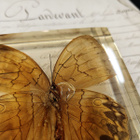 Natura Obscura – Entomologinen näyte no. 520 - pikkukuva 3