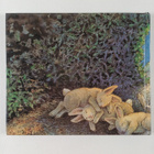 Kate McMullan ym. : If You Were My Bunny - pikkukuva 2