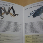 Bugs - Expert Guide - Paula Hammond - Uusi - pikkukuva 3