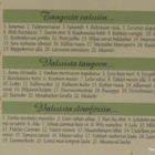Suosituimmat Tanssisävelmät • Kauneimmat Ikivihreät 3xCD BOX - pikkukuva 5